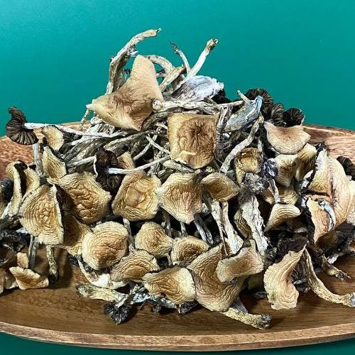 купить грибы